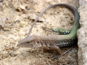 Imagem da galeria de Ameiva Ameiva.