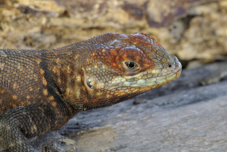 Paisagem de Mato Grosso