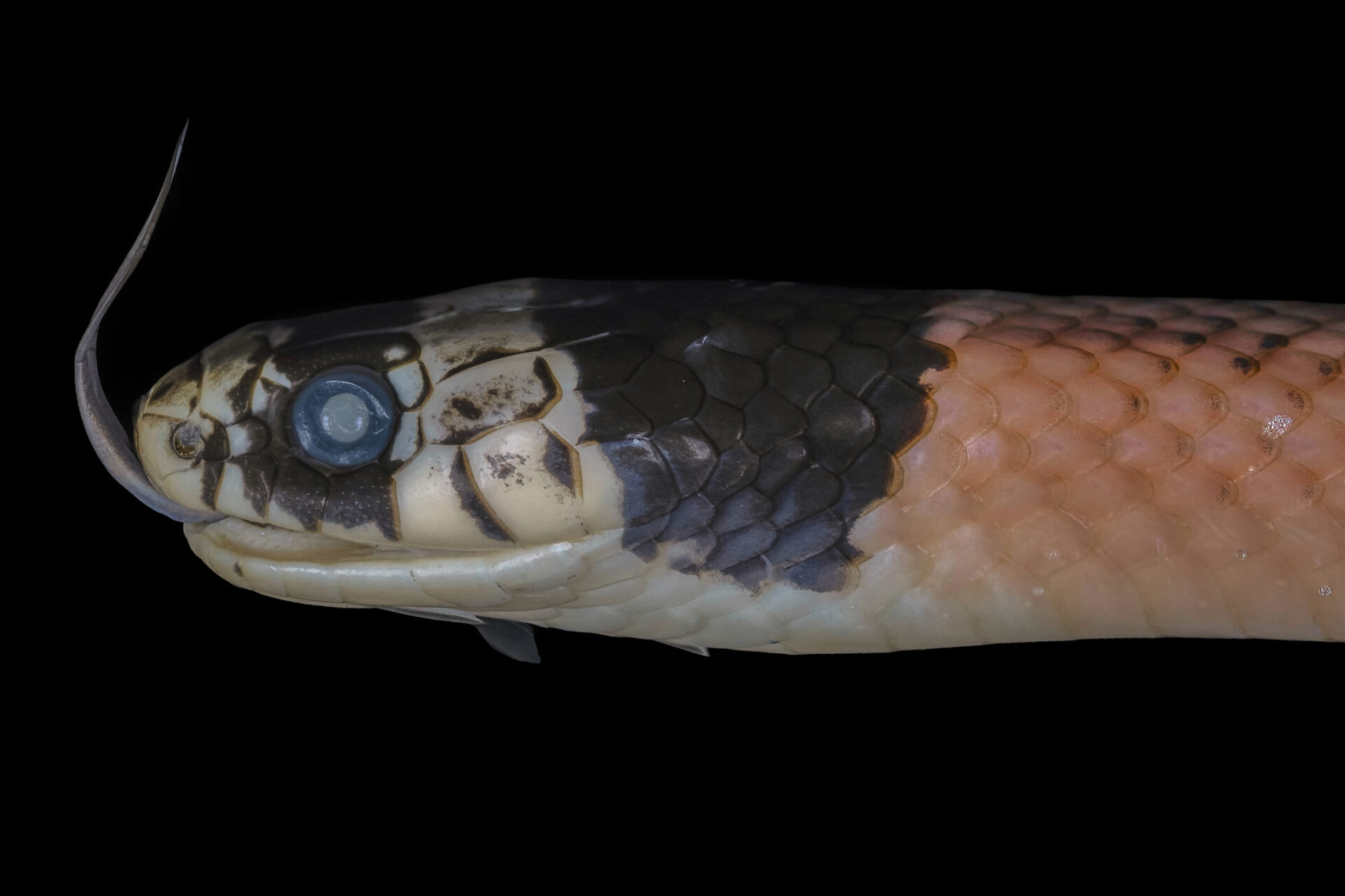 Erythrolamprus aesculapii