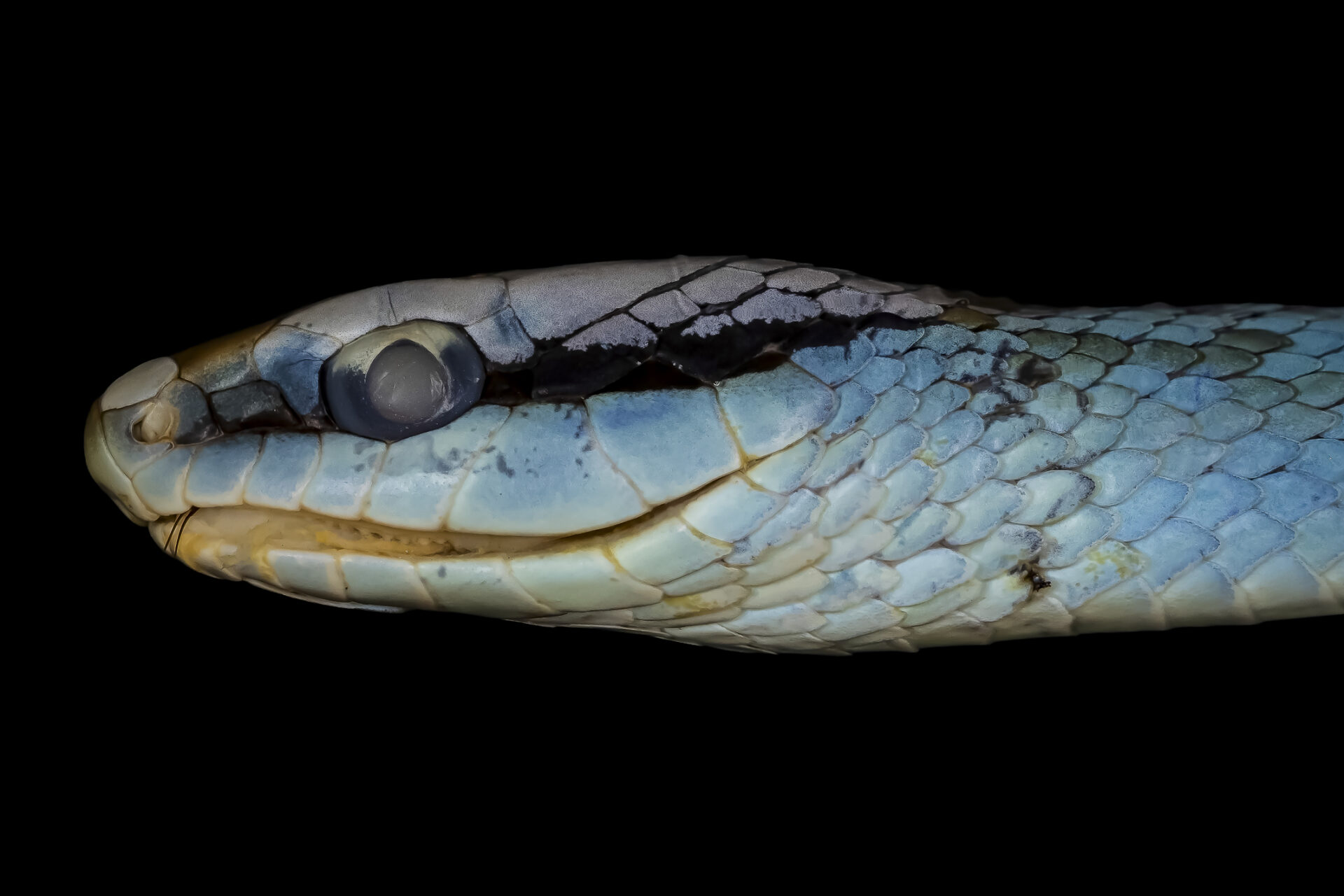 Philodryas olfersii